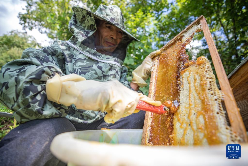 旧版仙豆棋牌
